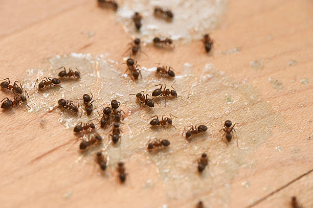 Flea Control Services in Red Hill, PA